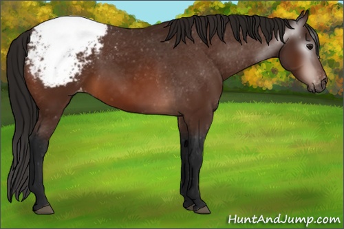 Horse Color:Gray Bay Snowcap 
