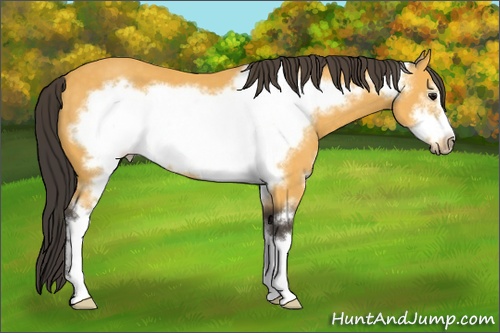 Horse Color: Buckskin Sabino Frame 