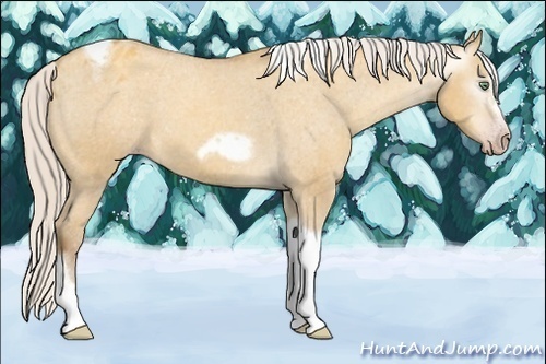 Horse Color:Gray Silver Amber Cream Champagne Roan Dun Splash Tobiano Frame Appaloosa Rabicano 