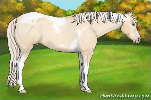 Horse Color:Gray Silver Amber Cream Champagne Roan Dun Splash Tobiano Frame Appaloosa Rabicano 