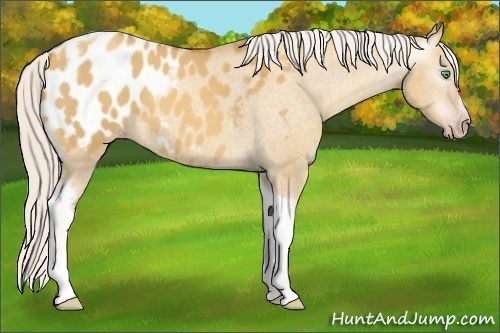 Horse Color:Gray Silver Amber Cream Champagne Roan Dun Splash Tobiano Frame Appaloosa Rabicano