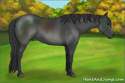 Horse Color: Black 