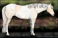 Horse Color:Gray Silver Amber Cream Champagne Roan Dun Splash Tobiano Frame Appaloosa Rabicano 