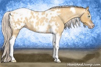 Horse Color:Gray Silver Amber Cream Champagne Roan Dun Splash Tobiano Frame Blanket Rabicano 