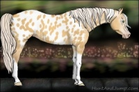 Horse Color:Gray Silver Amber Cream Champagne Roan Dun Splash Tobiano Frame Appaloosa Rabicano 
