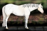 Horse Color:Gray Silver Amber Cream Champagne Roan Dun Splash Tobiano Frame Blanket Rabicano 