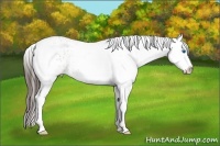 Horse Color:White Spotted Liver Red Dun Splash 