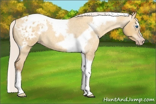 Horse Color:Gray Silver Amber Cream Champagne Roan Dun Splash Tobiano Frame Blanket Rabicano 