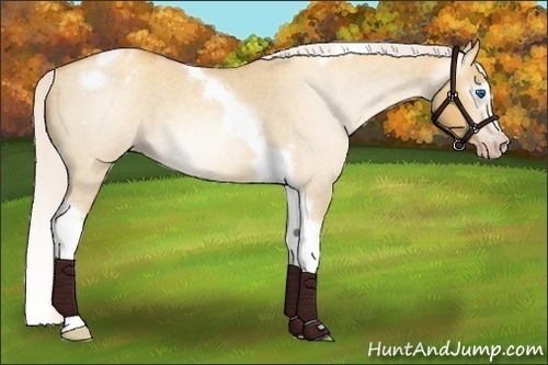 Horse Color:Gray Silver Amber Cream Champagne Roan Dun Splash Tobiano Frame Appaloosa Rabicano 