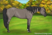 Horse Color:Grullo Rabicano 