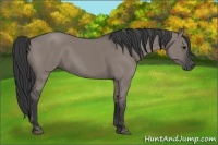 Horse Color:Grullo Rabicano 
