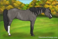 Horse Color:Grullo Rabicano 