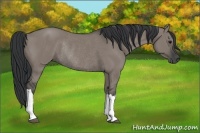 Horse Color:Grullo Rabicano 