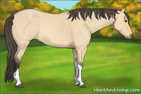 Horse Color:Buckskin Dun Tobiano