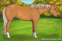 Horse Color:Palomino 