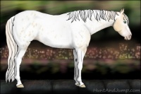 Horse Color:Gray Silver Amber Cream Champagne Roan Dun Splash Tobiano Frame Near Leopard Rabicano 