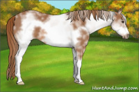 Horse Color:White Spotted Chestnut Frame 