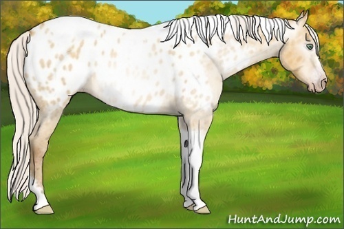 Horse Color:Gray Silver Amber Cream Champagne Roan Dun Splash Tobiano Frame Appaloosa Rabicano 