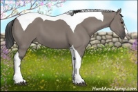 Horse Color:Grullo Splash Tobiano 