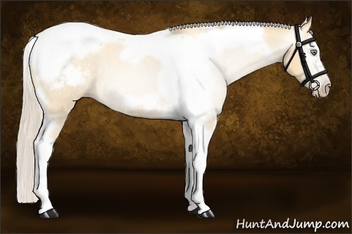 Horse Color:Gray Silver Amber Cream Champagne Roan Dun Splash Tobiano Frame Appaloosa Rabicano 