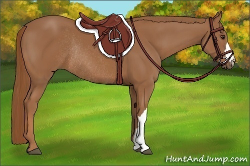 Horse Color: Chestnut Rabicano 