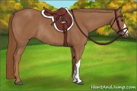 Horse Color:Chestnut Rabicano 