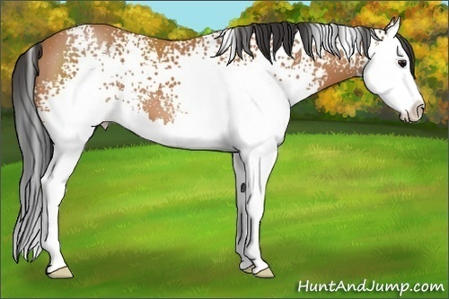 Horse Color:Unknown 