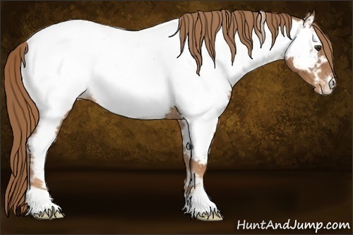 Horse Color:Chestnut Appaloosa 