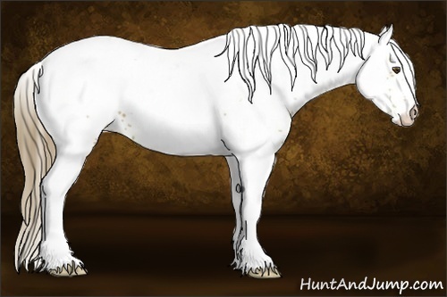 Horse Color:White Spotted Buckskin Appaloosa 