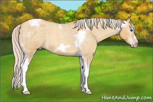 Horse Color:Gray Silver Amber Cream Champagne Roan Dun Splash Tobiano Frame Appaloosa Rabicano