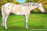 Horse Color:Gray Silver Amber Cream Champagne Roan Dun Splash Tobiano Frame Appaloosa Rabicano