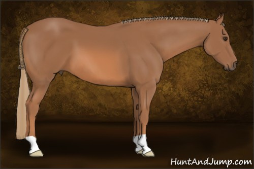 Horse Color: Chestnut 
