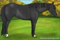 Horse Color:Black Rabicano 