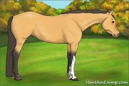 Horse Color:Buckskin 