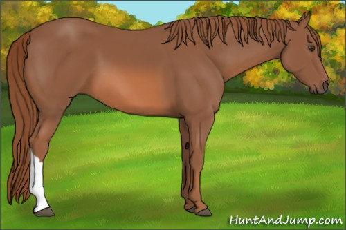 Horse Color: Chestnut 