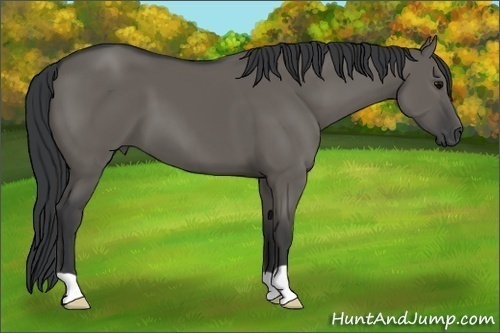 Horse Color: Grullo 