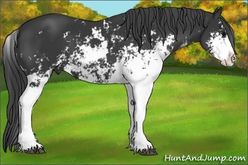 Horse Color: Black Sabino 