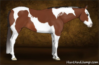 Horse Color:Bay Splash Tobiano 