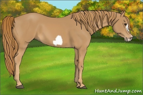 Horse Color: Chestnut Frame 