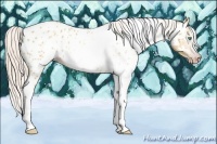 Horse Color:Gray Silver Amber Cream Champagne Roan Dun Splash Tobiano Frame Near Leopard Rabicano