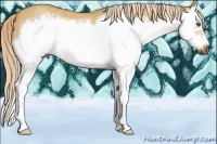 Horse Color:Gray Palomino Roan Dun Splash Frame Rabicano