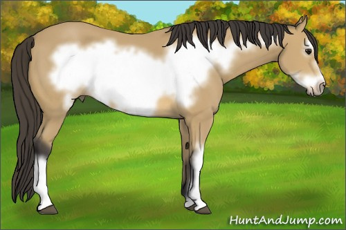 Horse Color: Buckskin Frame 
