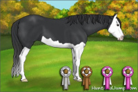 Horse Color:Black Splash 