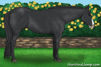 Horse Color:Black Splash