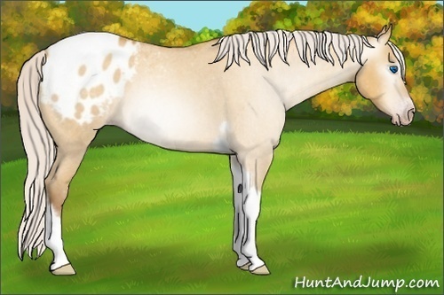 Horse Color:Gray Silver Amber Cream Champagne Roan Dun Splash Tobiano Frame Appaloosa Rabicano