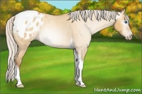 Horse Color:Gray Silver Amber Cream Champagne Roan Dun Splash Tobiano Frame Appaloosa Rabicano 