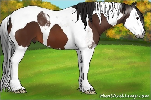 Horse Color:Gray Bay Splash Tobiano
