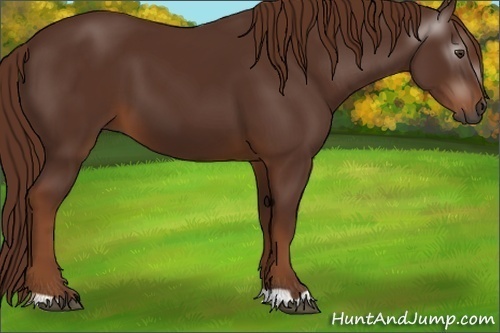 Horse Color:Gray Chestnut 