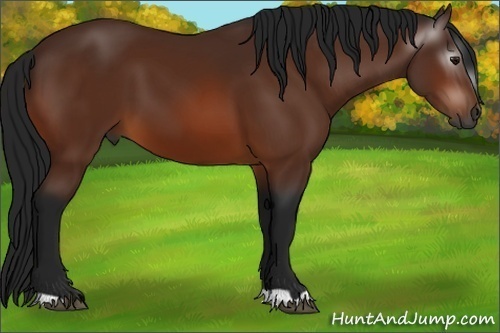 Horse Color:Gray Bay 