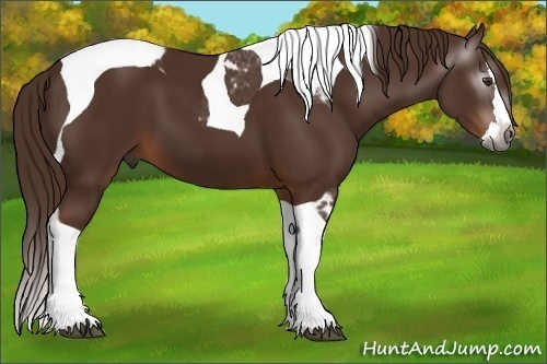 Horse Color:Gray Chestnut Splash Tobiano